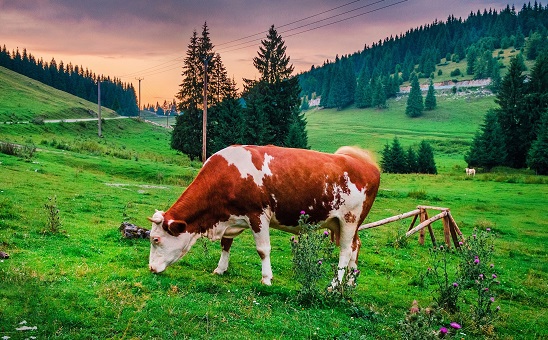 GANADERÍA ECOLÓGICA (Ganadería) (+++) (180 horas)